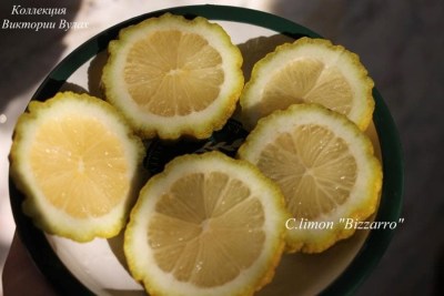 limon Bizzarro1 - 